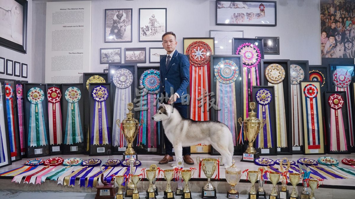 （古城第五版主文）获奖无数的哈士奇RASTI，将于4月参与“2024年克罗地亚世界犬赛”