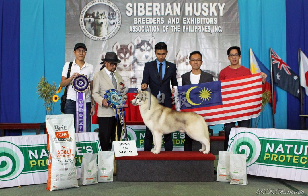 （古城第五版主文）获奖无数的哈士奇RASTI，将于4月参与“2024年克罗地亚世界犬赛”