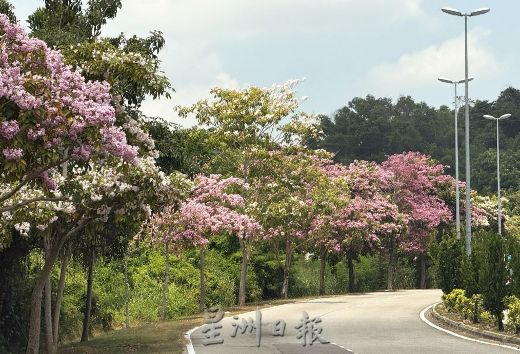 (古城第五版主文)风铃木,来也匆匆去也匆匆!