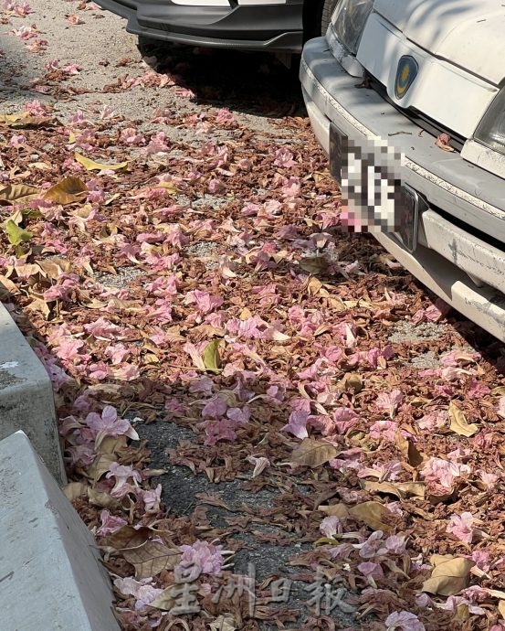 (古城第五版主文)风铃木,来也匆匆去也匆匆!