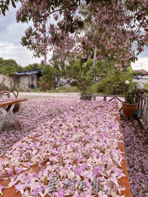 (古城第五版主文)风铃木,来也匆匆去也匆匆!