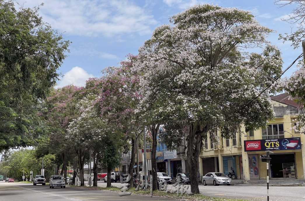 (古城第五版主文)风铃木,来也匆匆去也匆匆!