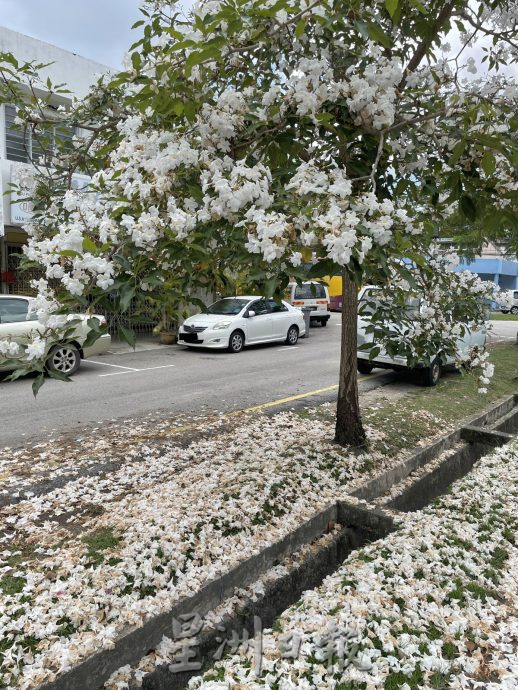 (古城第五版主文)风铃木,来也匆匆去也匆匆!