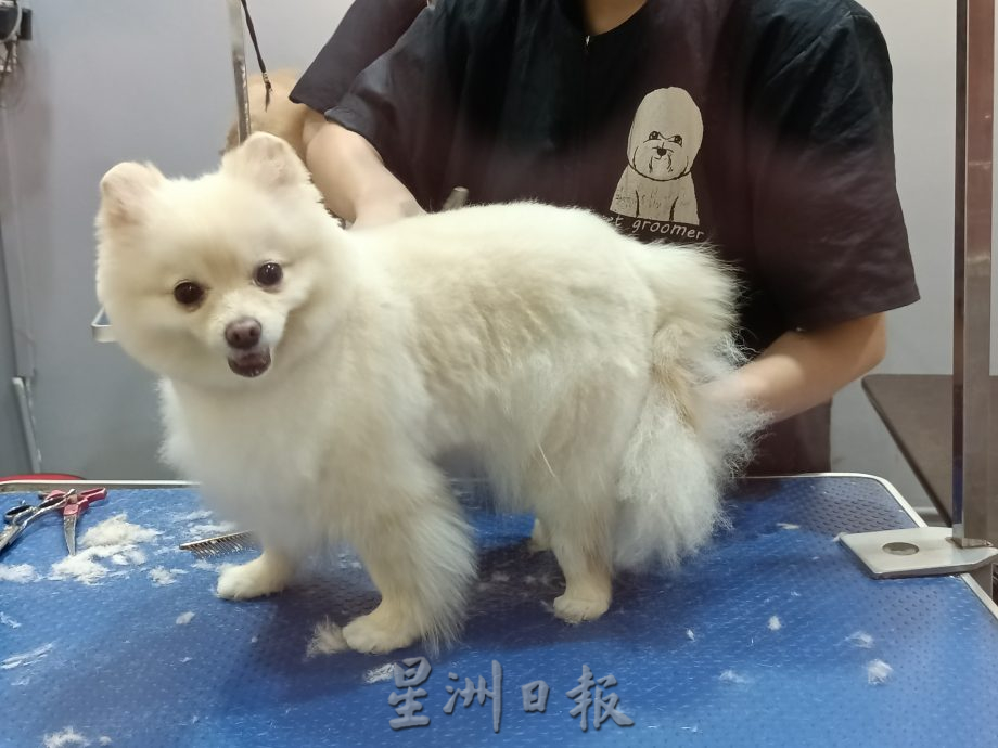 （古城第四版主文）宠物用品价格上涨