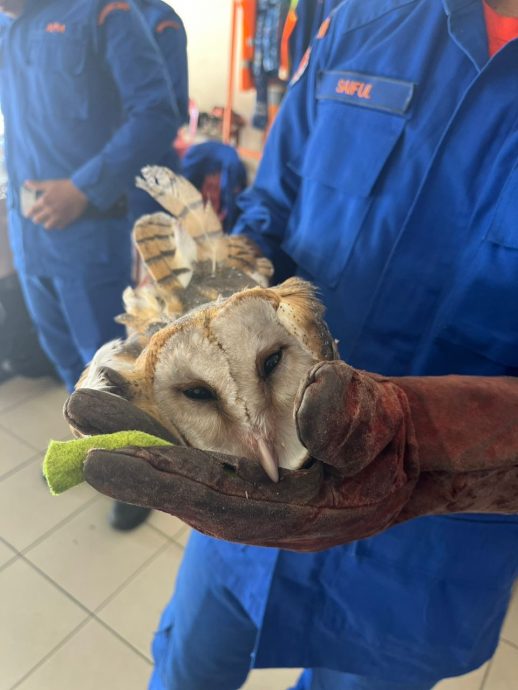 （大北马）两只猫头鹰“迷路”误闯民宅，被哥打士打县民防卫队队员捕获。