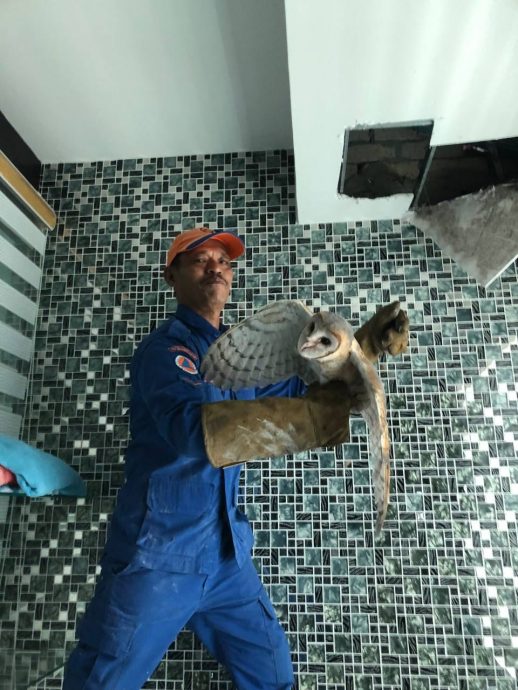 （大北马）两只猫头鹰“迷路”误闯民宅，被哥打士打县民防卫队队员捕获。