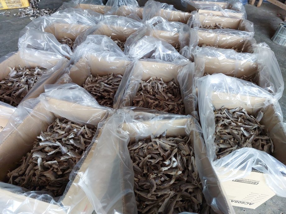 (大北馬)傳承者系列 古樓兩興鹹魚商傳三代 人工苦活 看天吃飯