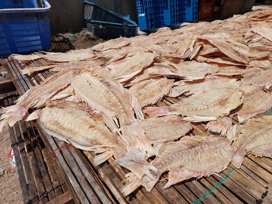 (大北馬)傳承者系列 古樓兩興鹹魚商傳三代 人工苦活 看天吃飯