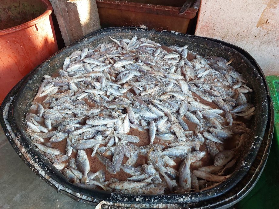 (大北馬)傳承者系列 古樓兩興鹹魚商傳三代 人工苦活 看天吃飯