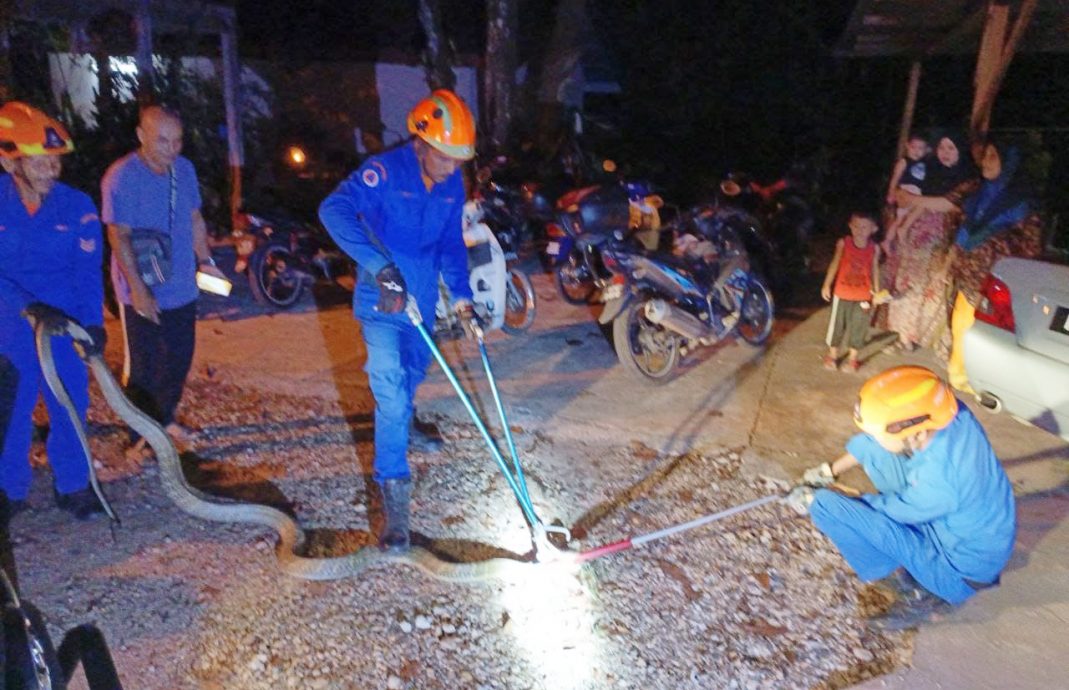 天气太热,眼镜蛇闯民宅避暑!