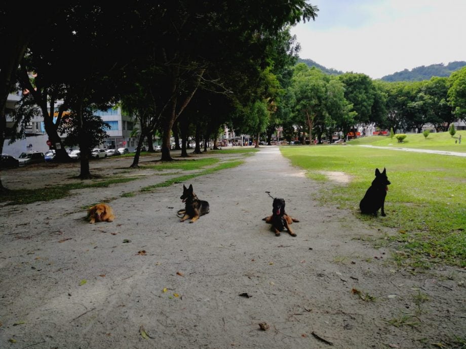 (大北马)掌握养狗知识技巧懂看管 / 狗主态度好 家无恶犬
