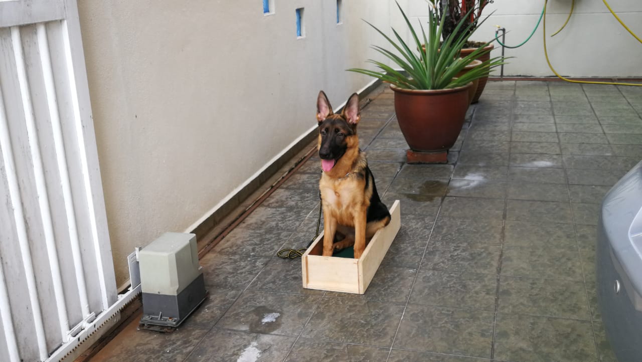 (大北马)掌握养狗知识技巧懂看管 / 狗主态度好 家无恶犬