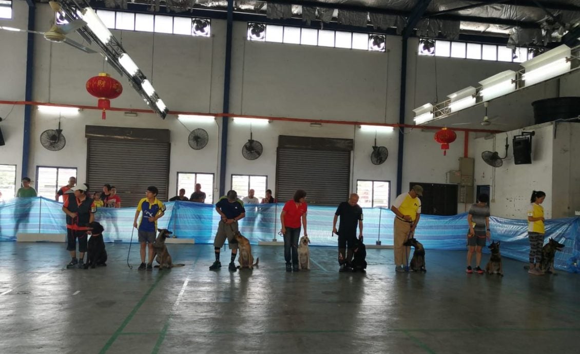 (大北马)掌握养狗知识技巧懂看管 / 狗主态度好 家无恶犬