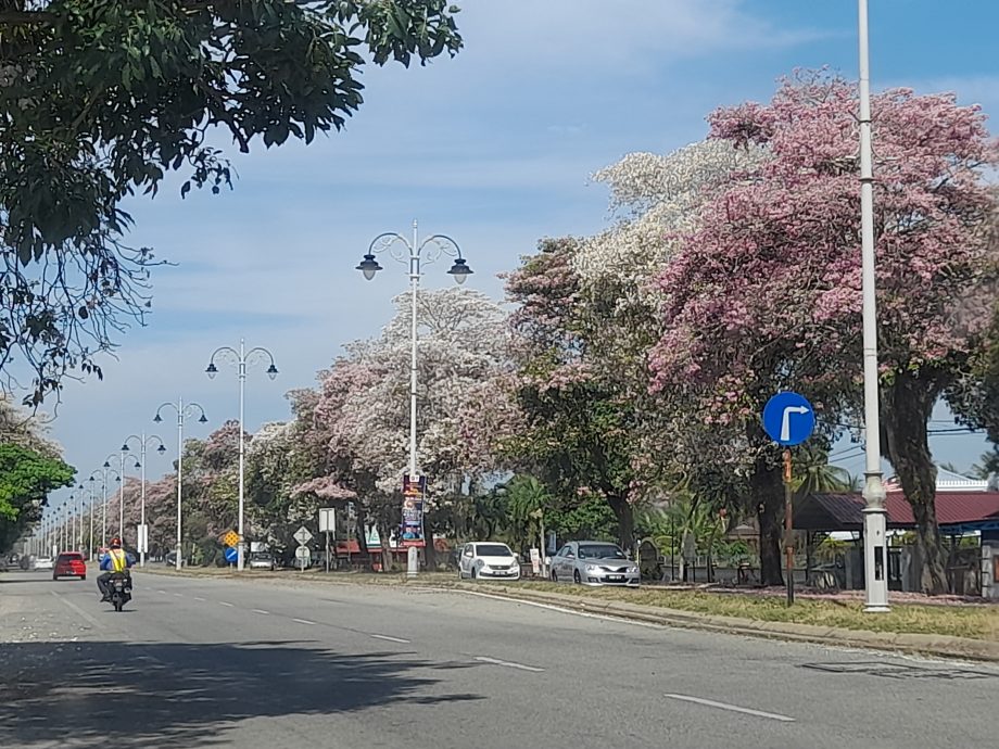 (大北马)热天催生风铃木 米都到处“樱花”纵放!