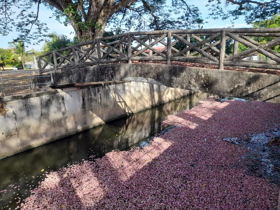 (大北马)热天催生风铃木 米都到处“樱花”纵放!