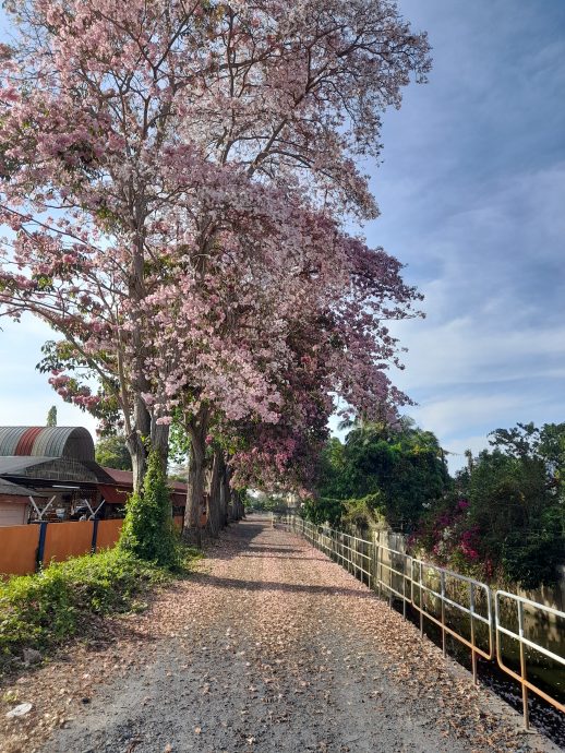 (大北马)热天催生风铃木 米都到处“樱花”纵放!