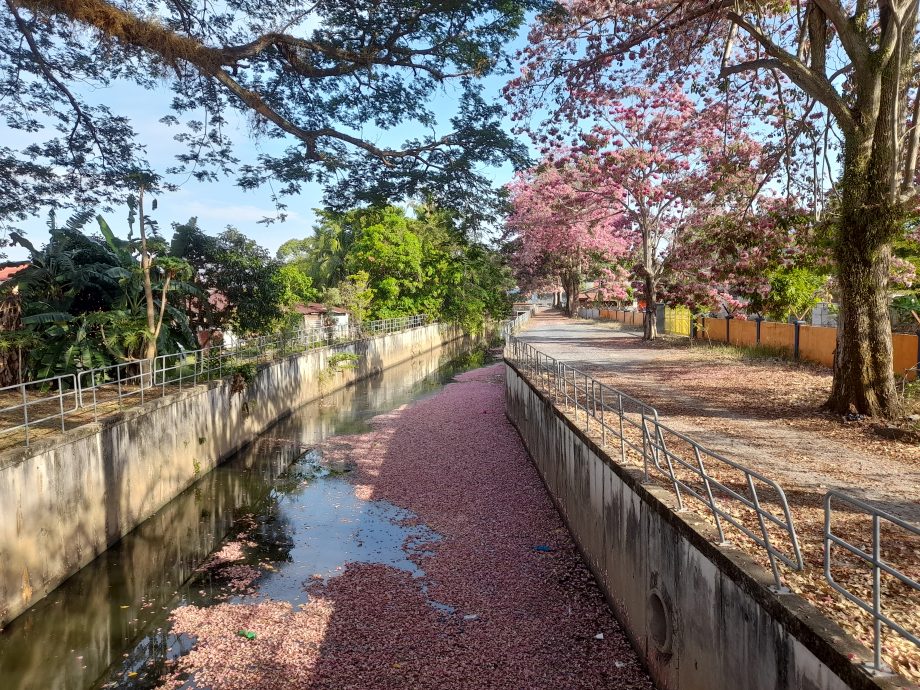 (大北马)热天催生风铃木 米都到处“樱花”纵放!