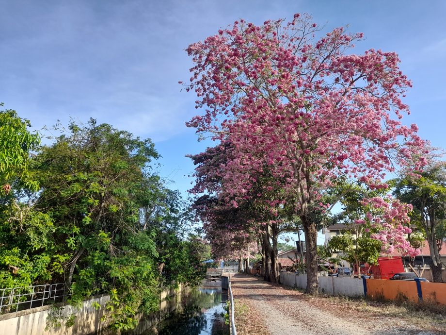 (大北马)热天催生风铃木 米都到处“樱花”纵放!