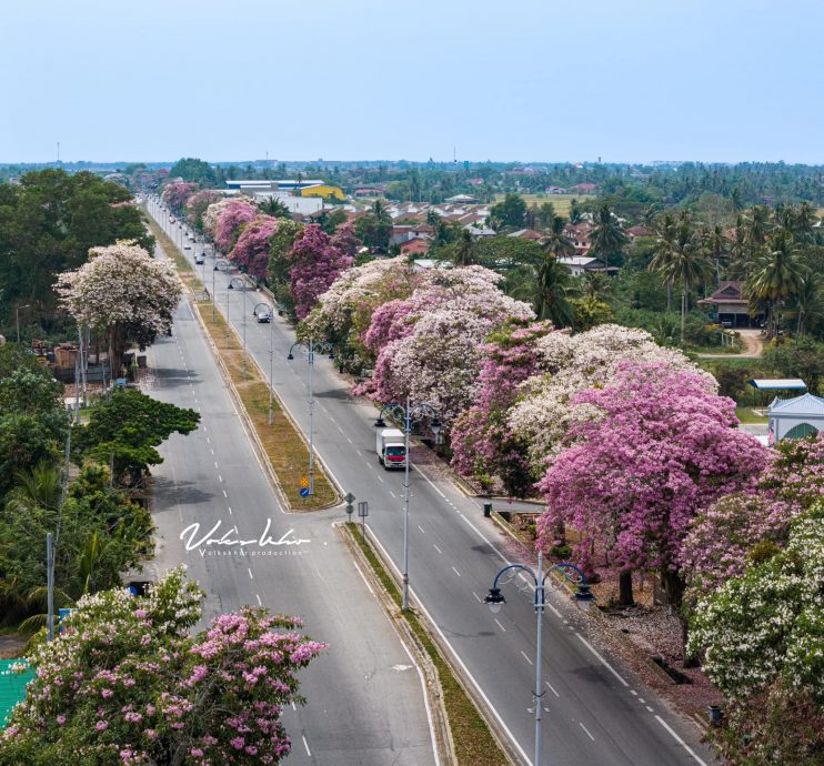 (大北马)热天催生风铃木 米都到处“樱花”纵放!