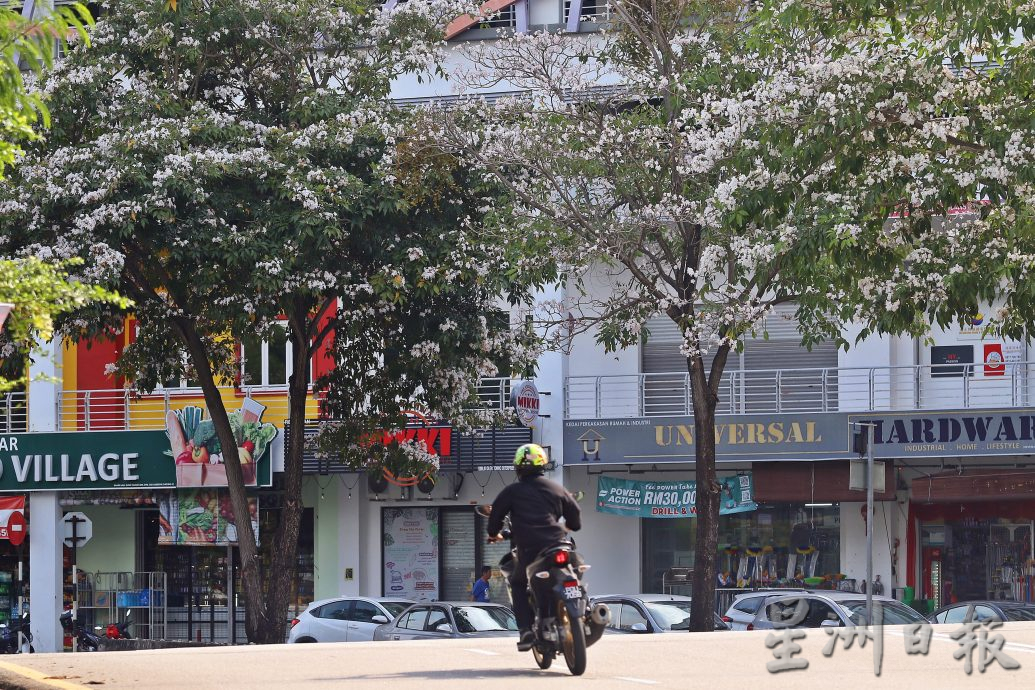 （大北马）风铃木盛开 槟亮丽风景线