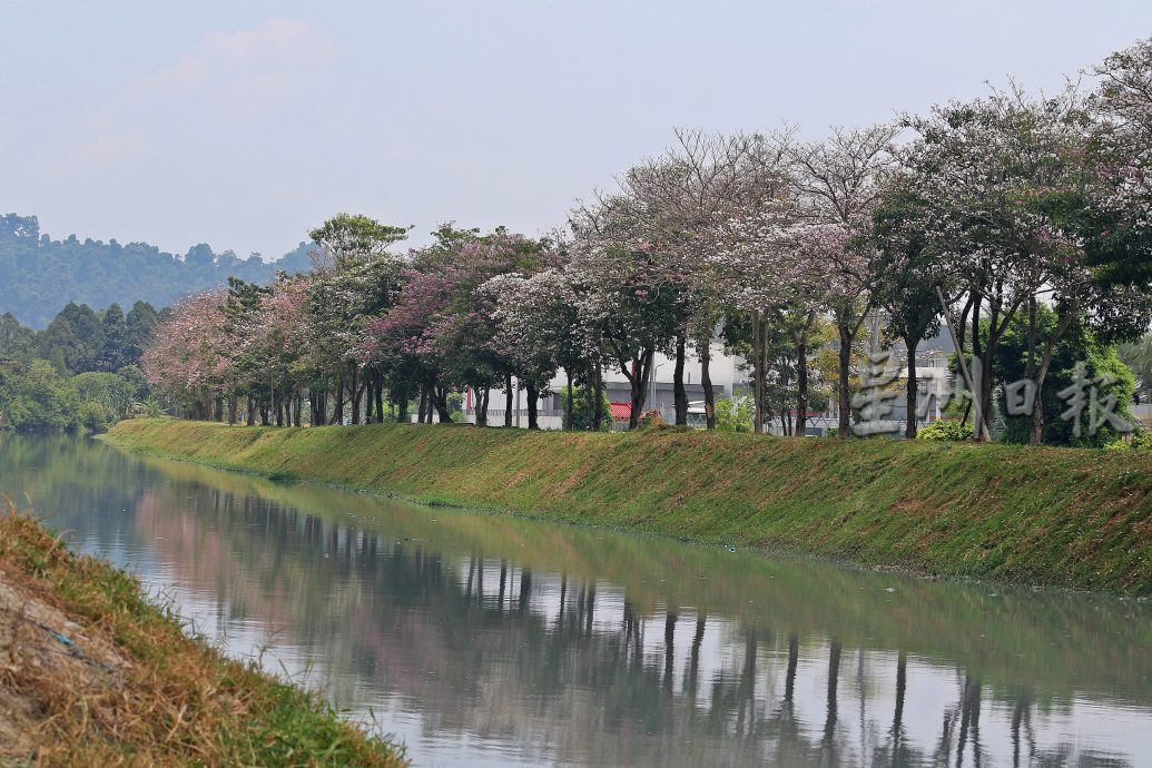 （大北马）风铃木盛开 槟亮丽风景线