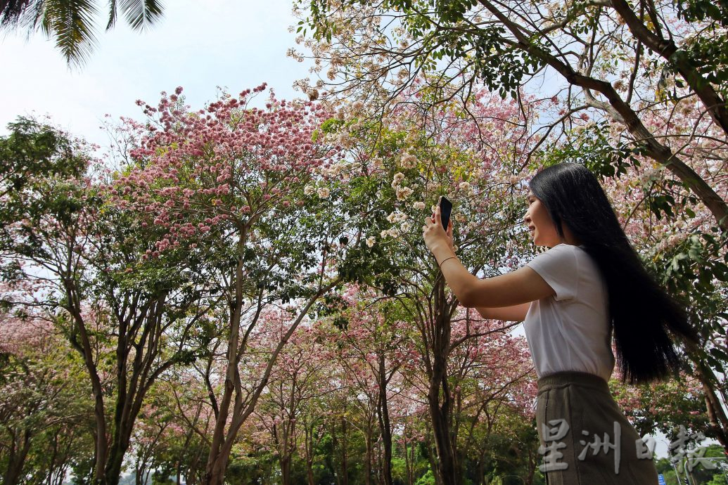 （大北马）风铃木盛开 槟亮丽风景线