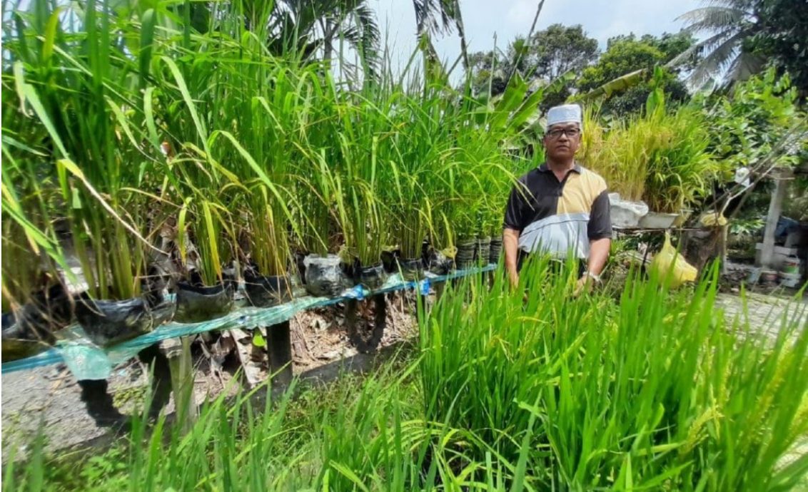 (已签发)柔:住家种稻300株 城市农夫3个月后收成2公斤白米