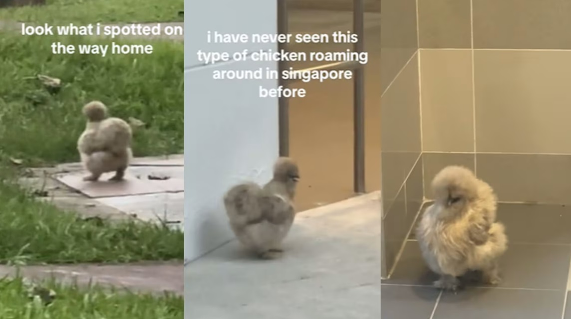 (已签发)柔:狮城二三事:羽毛蓬松遮眼睛 乌鸡组屋楼下溜达萌样融化人心