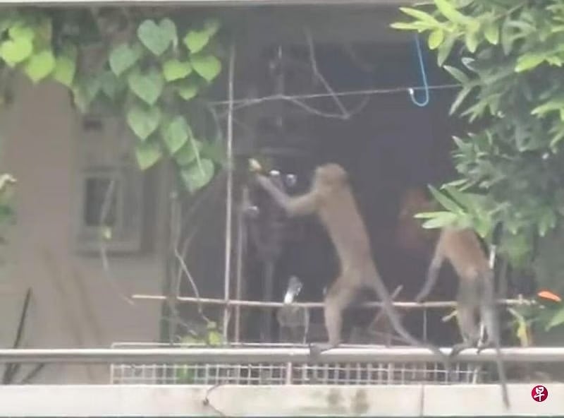 （已签发）柔：狮城二三事：顽猴爬组屋走廊 摇晃鸟笼图抓鸟