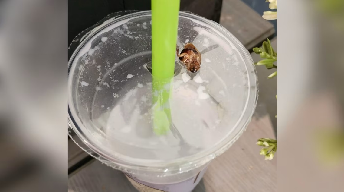 (已签发)柔:狮城二三事:顾客喝豆浆时咬到蟑螂 Mr Bean对店面展开灭虫工作