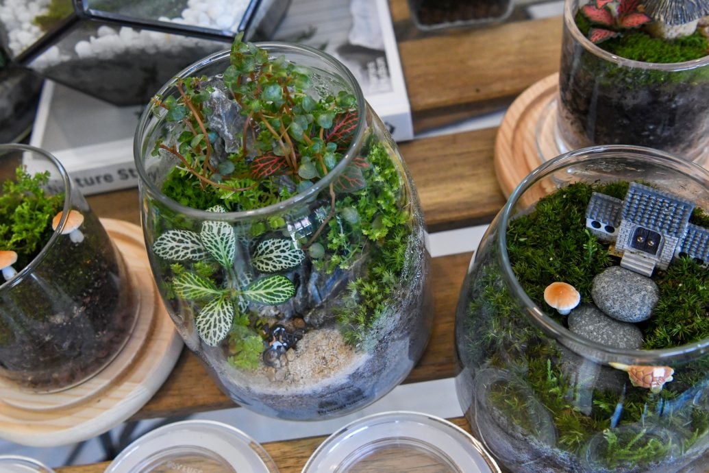 《东游记》苔藓生态瓶,打造迷你玻璃微景观花园。