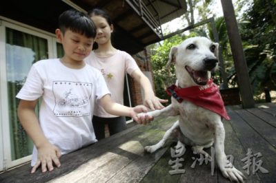 【人与动物的陪伴关系／01】带著爱与关怀出发，重建狗医生团队疗愈人心