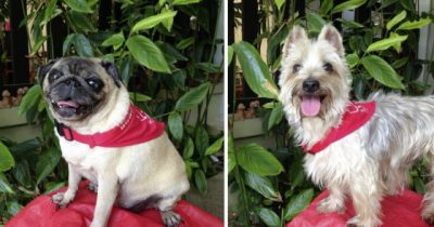 【人与动物的陪伴关系/02】狗医生Fifi与Ark──“行医”路上奉献一生