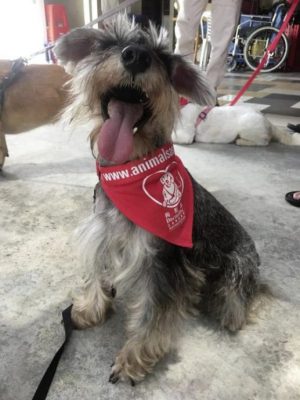 【人与动物的陪伴关系/03】狗医生出动,为残障中心传送欢乐