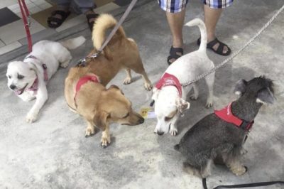 【人与动物的陪伴关系/03】狗医生出动,为残障中心传送欢乐