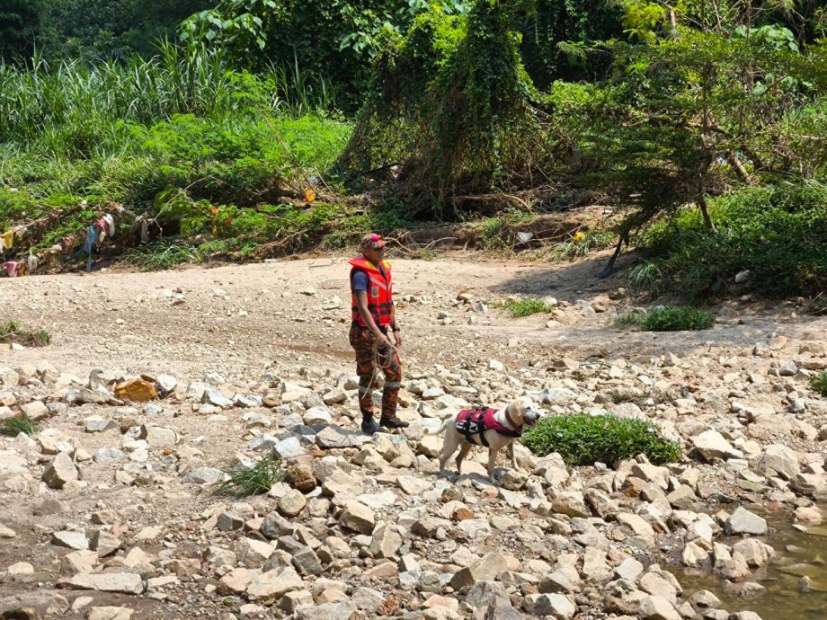 一家五口河边垂钓遇急流酿1死2失踪案·消拯局出动消防犬协助搜寻