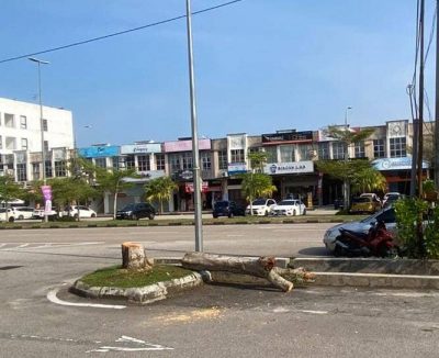 东:乱砍树关丹市政厅报案