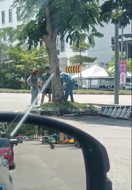 东:乱砍树关丹市政厅报案