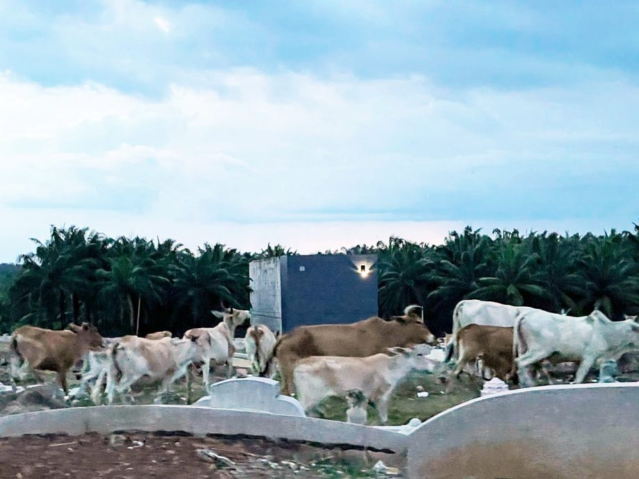 东:牛群频频侵入义山直凉华夏理事伤脑筋