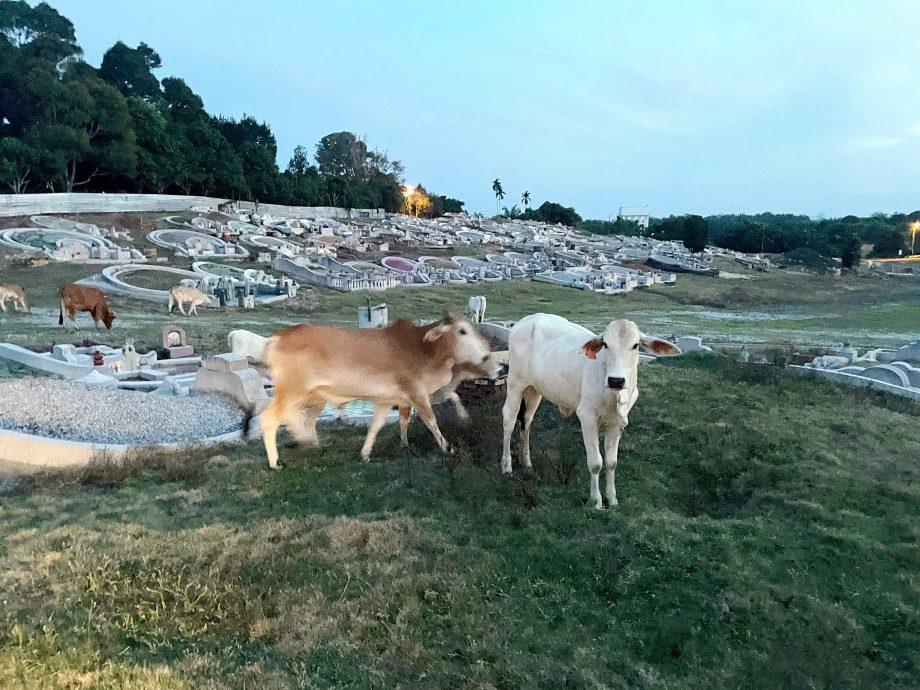 东:牛群频频侵入义山直凉华夏理事伤脑筋