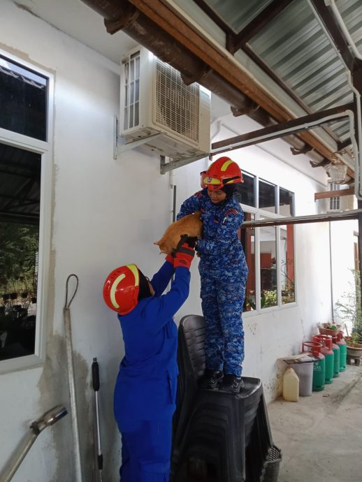 东:猫爬上压缩机下不来 劳动民防部队协助