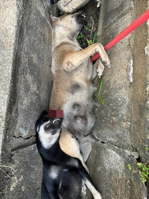 东:甘榜忠及唐人街至少20只流浪狗连续4天怀疑被人毒死,死状惨不忍睹。