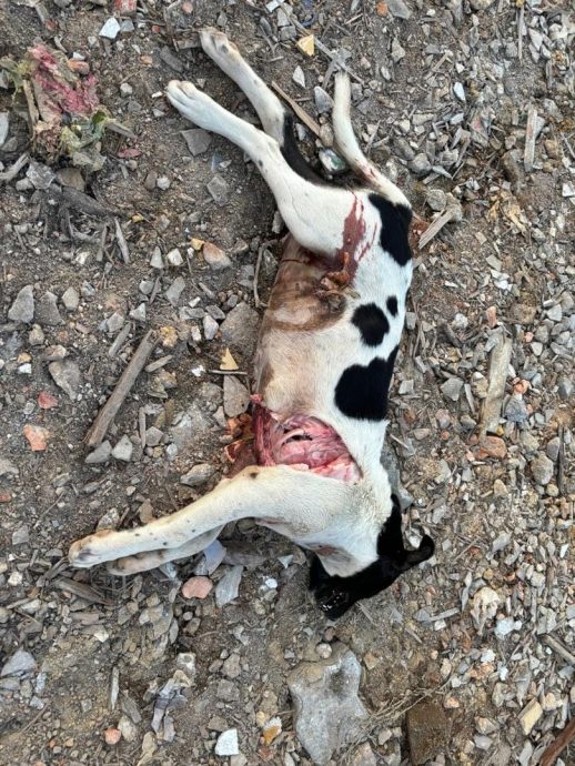 东:甘榜忠及唐人街至少20只流浪狗连续4天怀疑被人毒死,死状惨不忍睹。