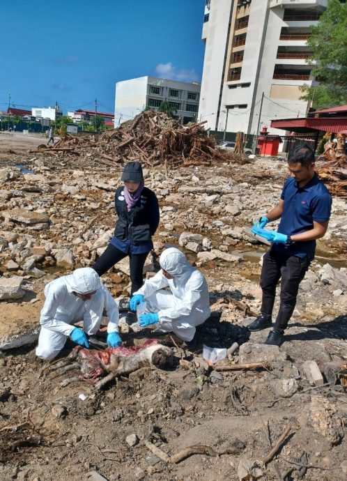 东:甘榜忠及唐人街至少20只流浪狗连续4天怀疑被人毒死,死状惨不忍睹。