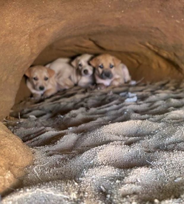 东:甘榜忠及唐人街至少20只流浪狗连续4天怀疑被人毒死,死状惨不忍睹。