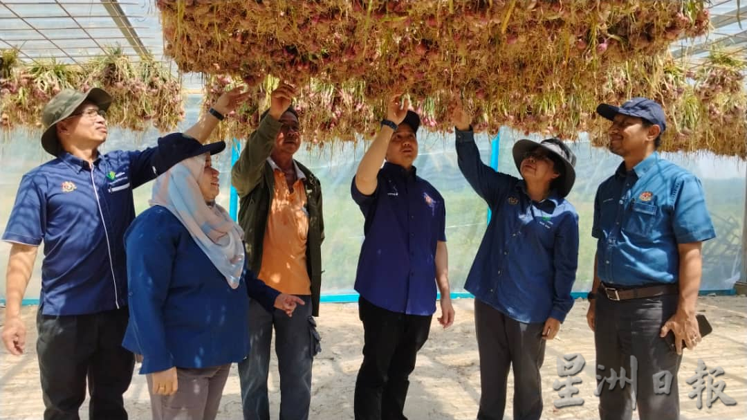 亚瑟古律:首批洋葱试种获2.3吨收成 未来开发更多耕地