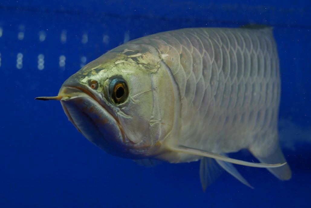 共用版:29日刊:星角摄/图说大马 :古典龙鱼,身价百倍