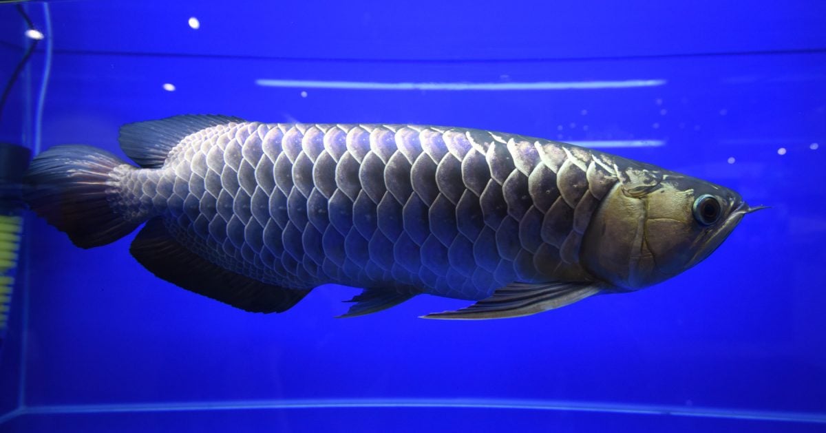 共用版:29日刊:星角摄/图说大马 :古典龙鱼,身价百倍