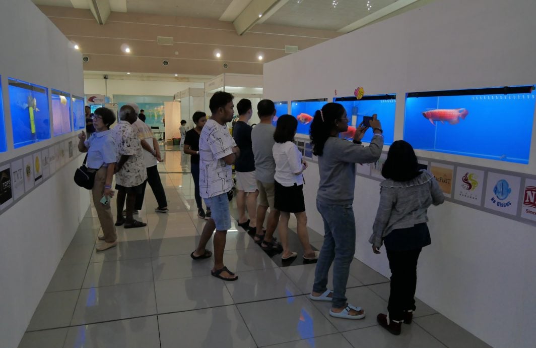 共用版:29日刊:星角摄/图说大马 :古典龙鱼,身价百倍