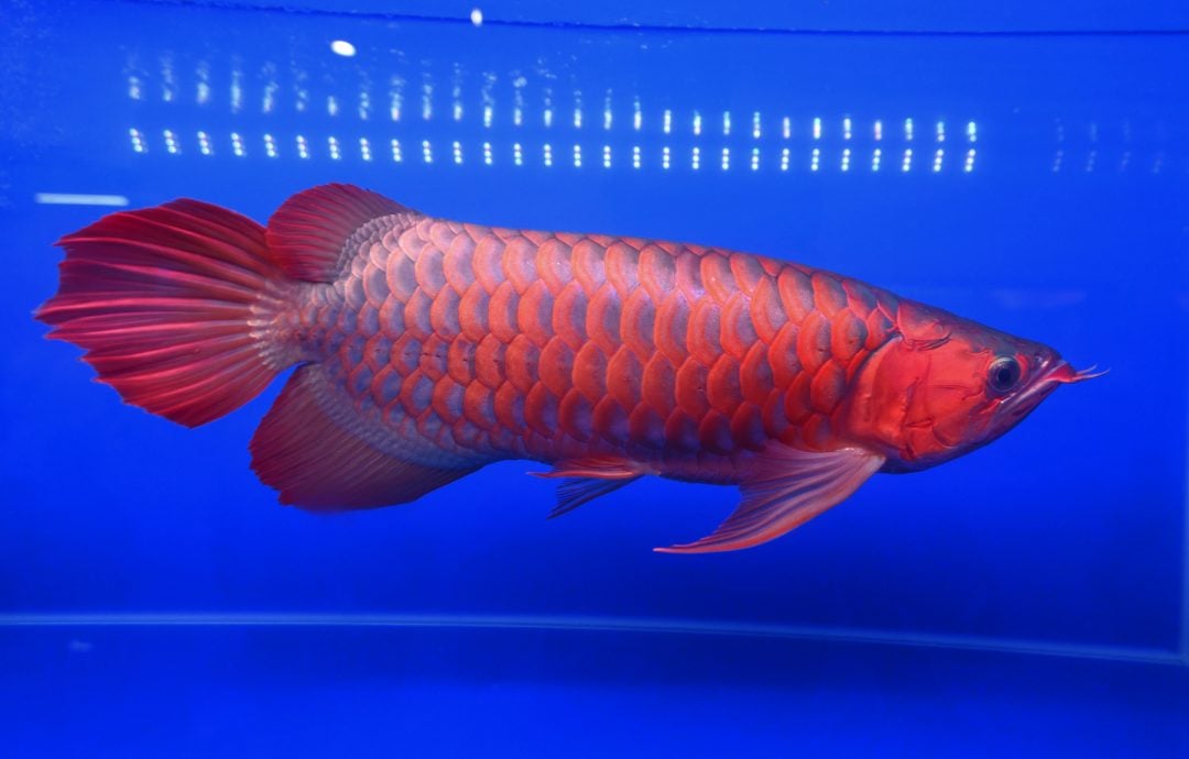 共用版:29日刊:星角摄/图说大马 :古典龙鱼,身价百倍